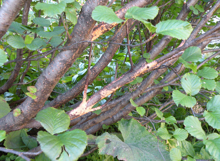Peniophora aurantiaca?